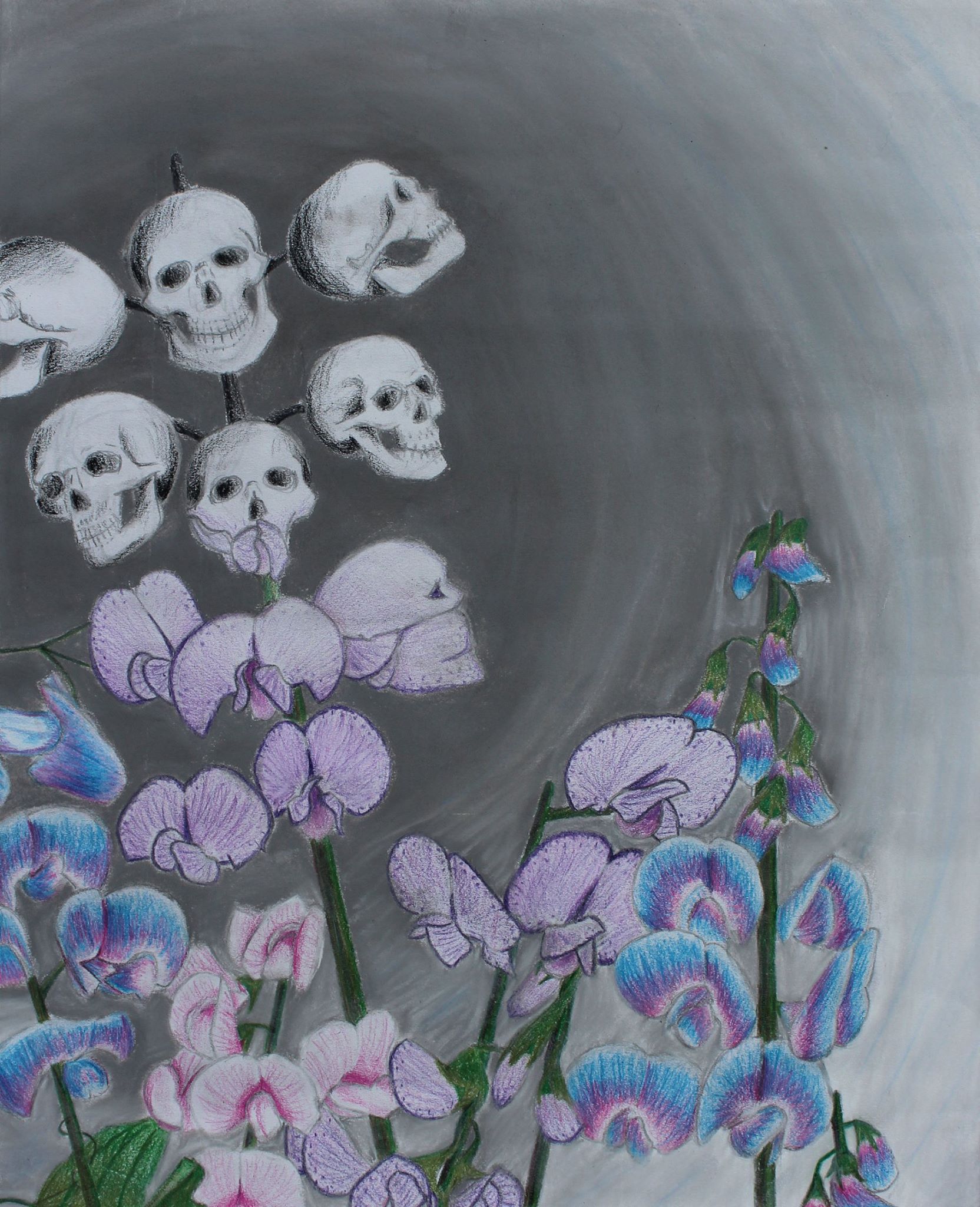Sweet Pea Skulls — human skulls blooming from sweet pea flower stems in pastel and graphite