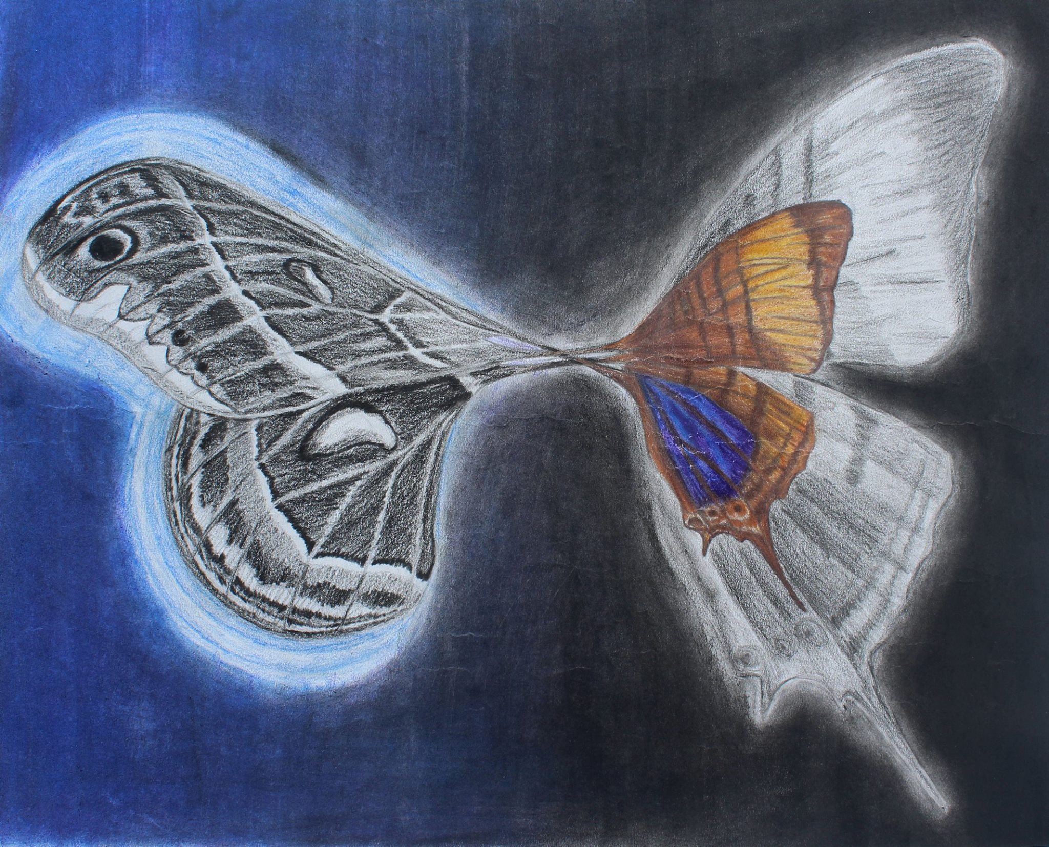 Wingspan of Life and Death — anatomical wing beside a living butterfly with blue glow, in colored pencil and pastel